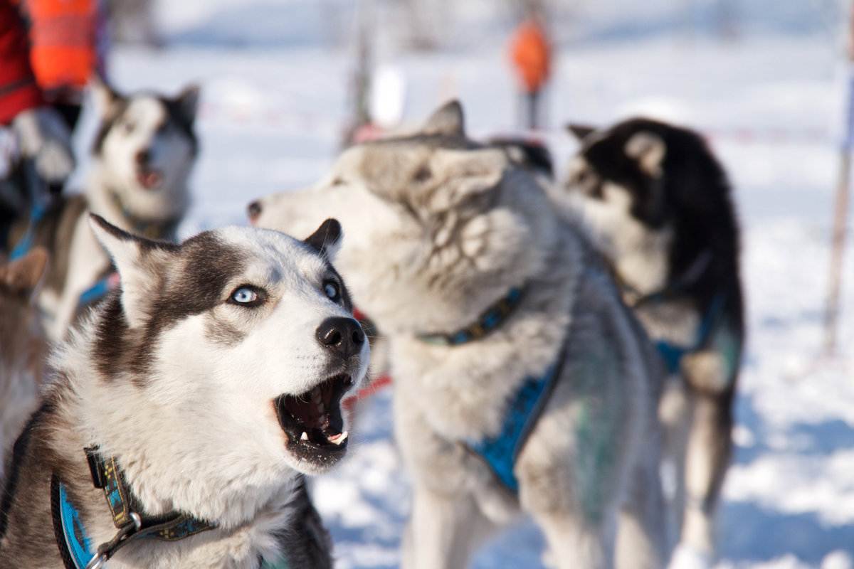 10 самых популярных пород ездовых собак: описание северных пород для упряжки
