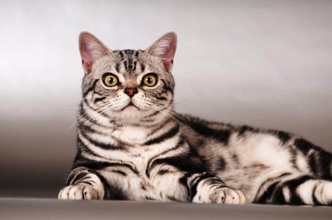 Породы больших кошек:  топ 13 с фото и описанием