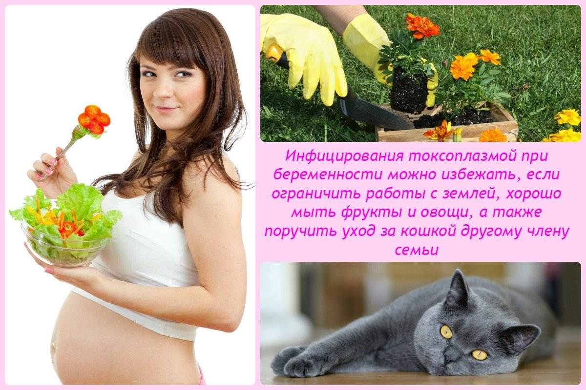 Как ухаживать за беременной кошкой?