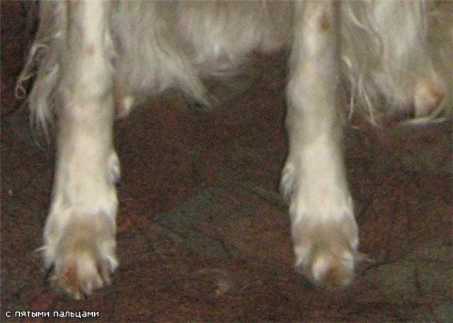 Сколько пальцев у собаки на передних и задних лапах