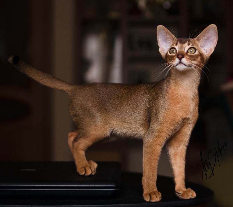 Абиссинская кошка: фото, описание породы, характер, здоровье, уход и содержание
