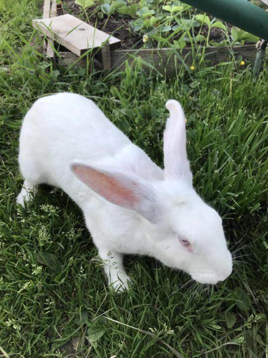 Белый великан кролик: описание породы кролик альбинос