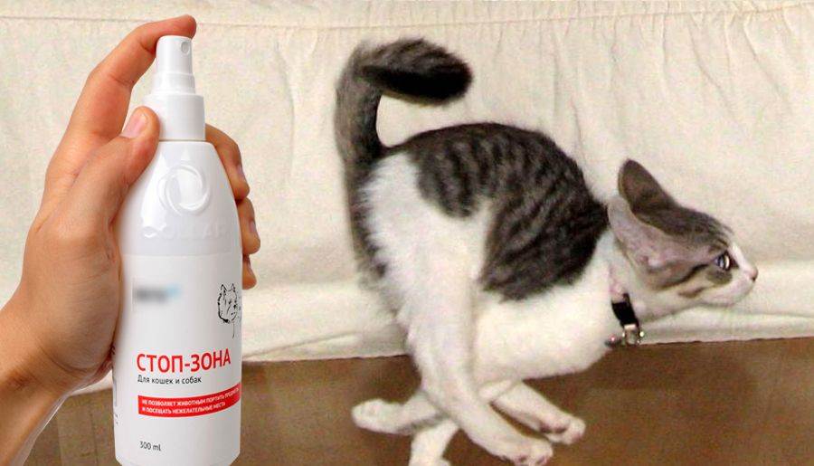 Как избавиться от запаха кошачьей мочи - эффективные методы