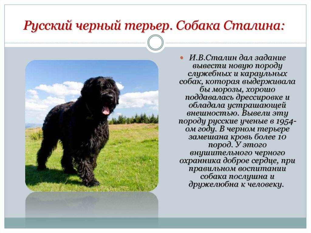 Русский черный терьер фото, описание породы, стрижки, видео, уход