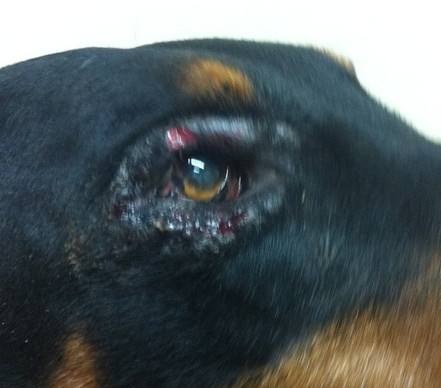 Критические травмы глаз у кошек и собак - разновидности и лечение