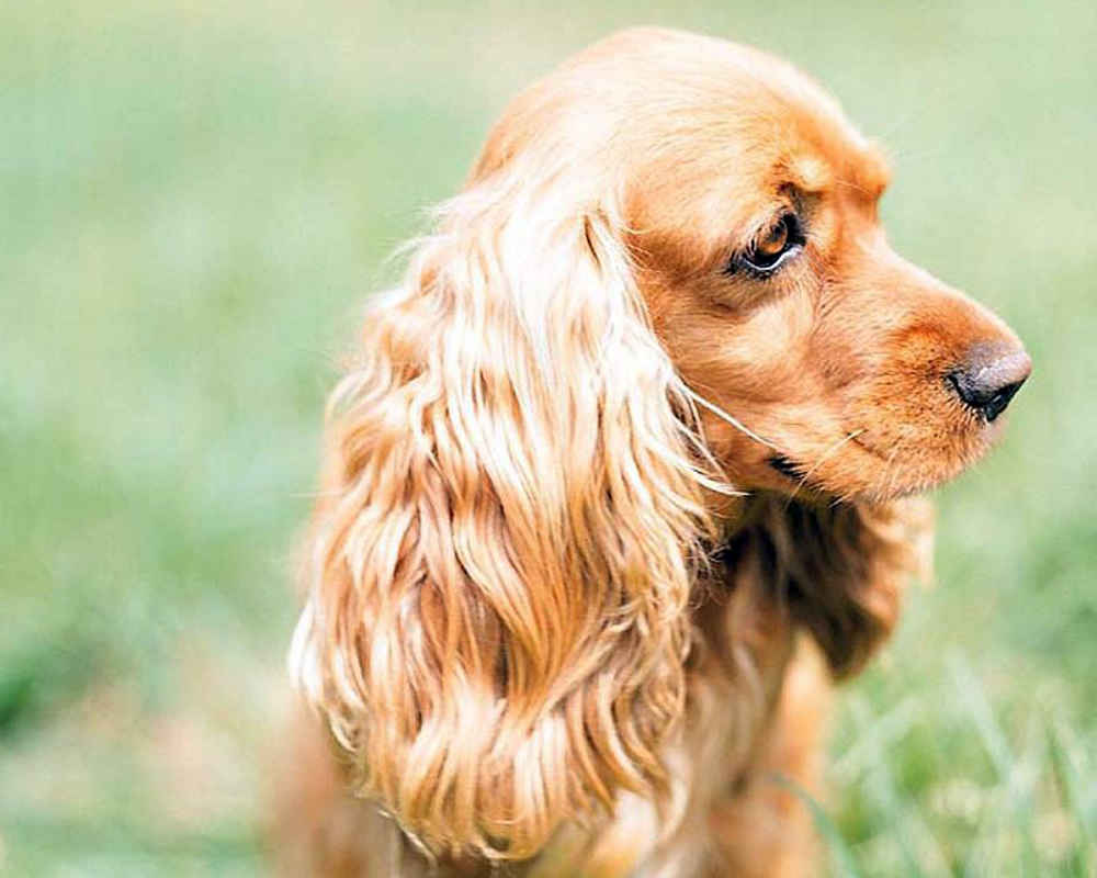 Порода собак английский кокер спаниель фото
