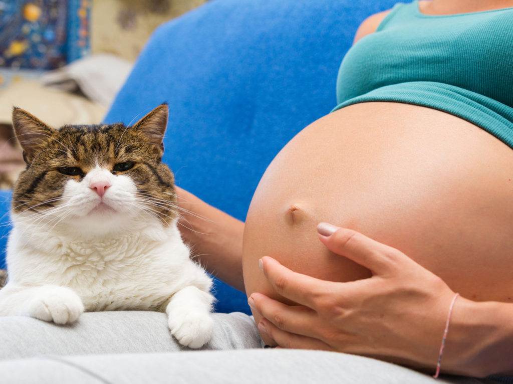 Беременность у кошки: что обязательно должен знать хозяин?