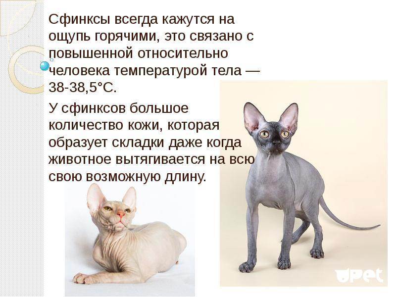 Донской сфинкс - характер, здоровье и особенности ухода за кошкой (100 фото)