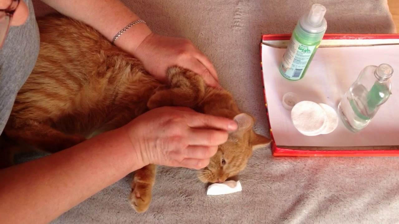 Зубной камень у кошек: как почистить, снять, последствия
