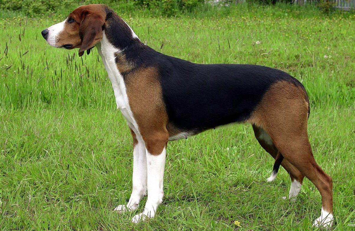 Эллинская гончая - описание породы собак