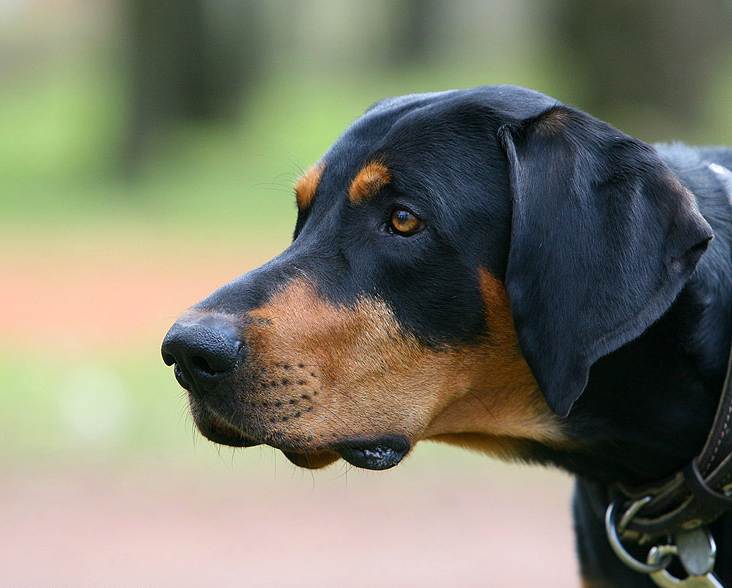 Сербская гончая: характеристики породы собаки, фото, характер, правила ухода и содержания
