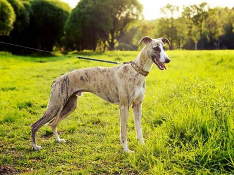 Австралийская борзая: характеристики породы собаки, фото, характер, правила ухода и содержания
