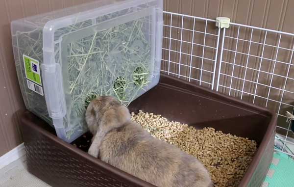 Как приучить кролика к лотку в квартире и клетке и научить ходить в одно место
