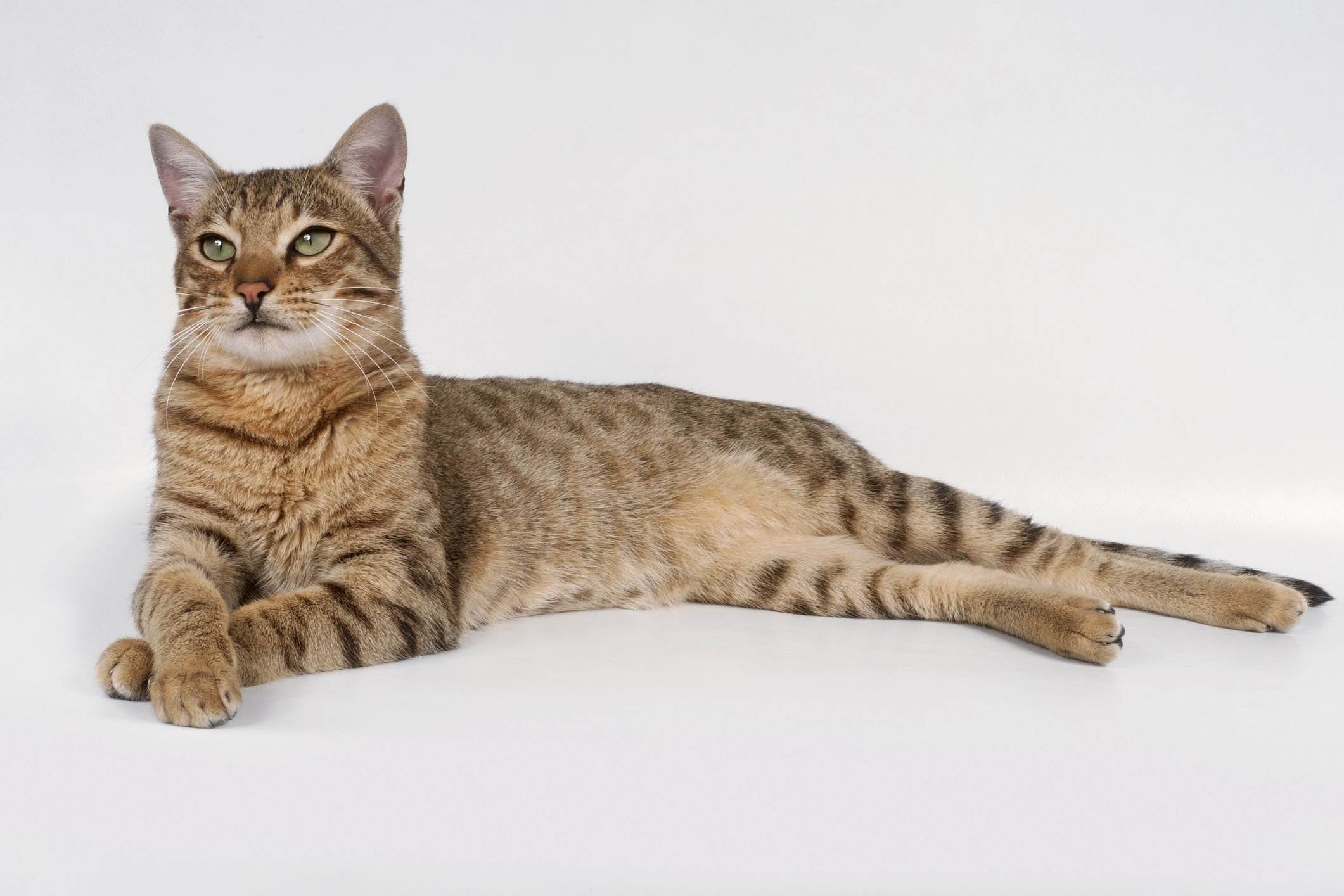 Калифорнийская сияющая кошка: фото, описание породы, характер