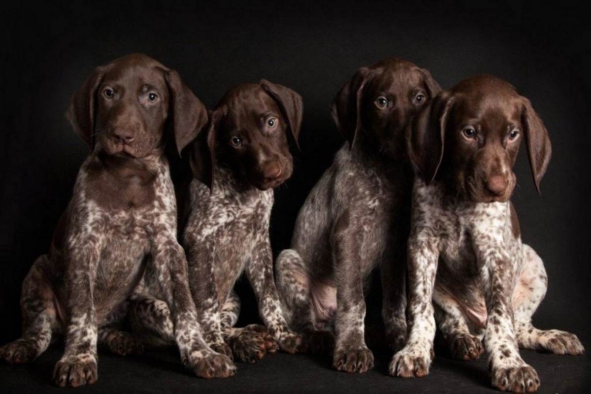 Собака породы курцхаар: описание, фото, характер, история, содержание, уход
