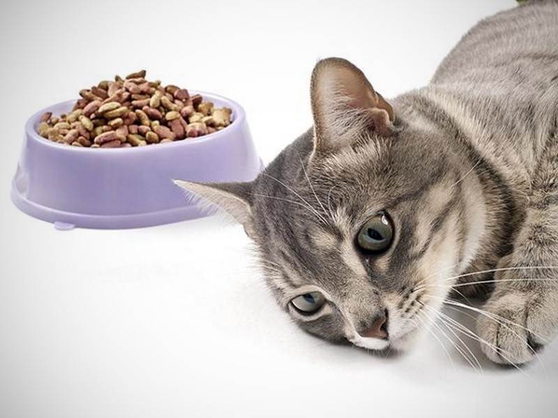 Почему кошка не ест? возможные причины и последствия. - лечение, основные причины и симптомы