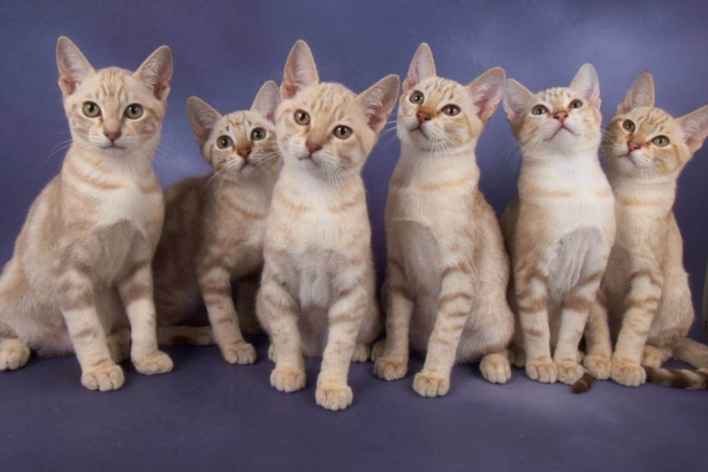 Азиатская табби: описание и характеристика породы кошек, правила ухода и питания