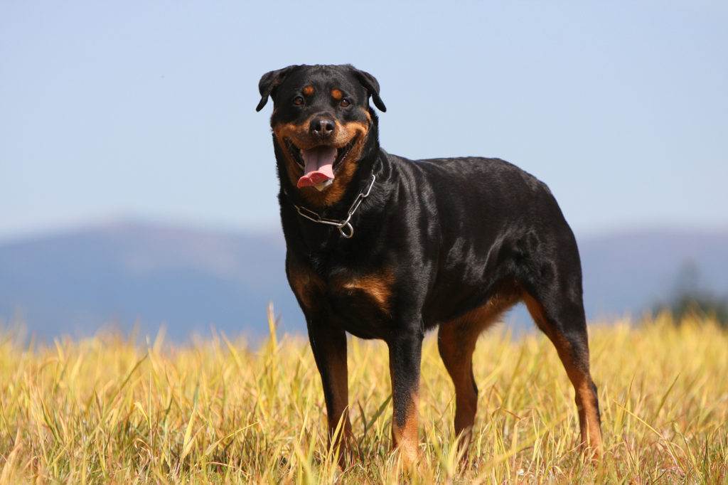 Собака ротвейлер: характеристика породы, описание характера, фото