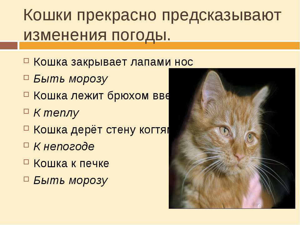 Рыжий кот в доме: приметы и поверья, что означает по суевериям