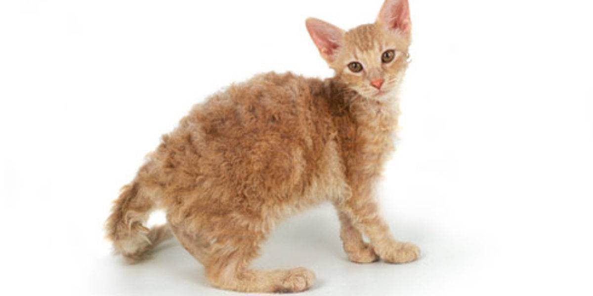 Лаперм кошки: описание породы, характер, здоровье