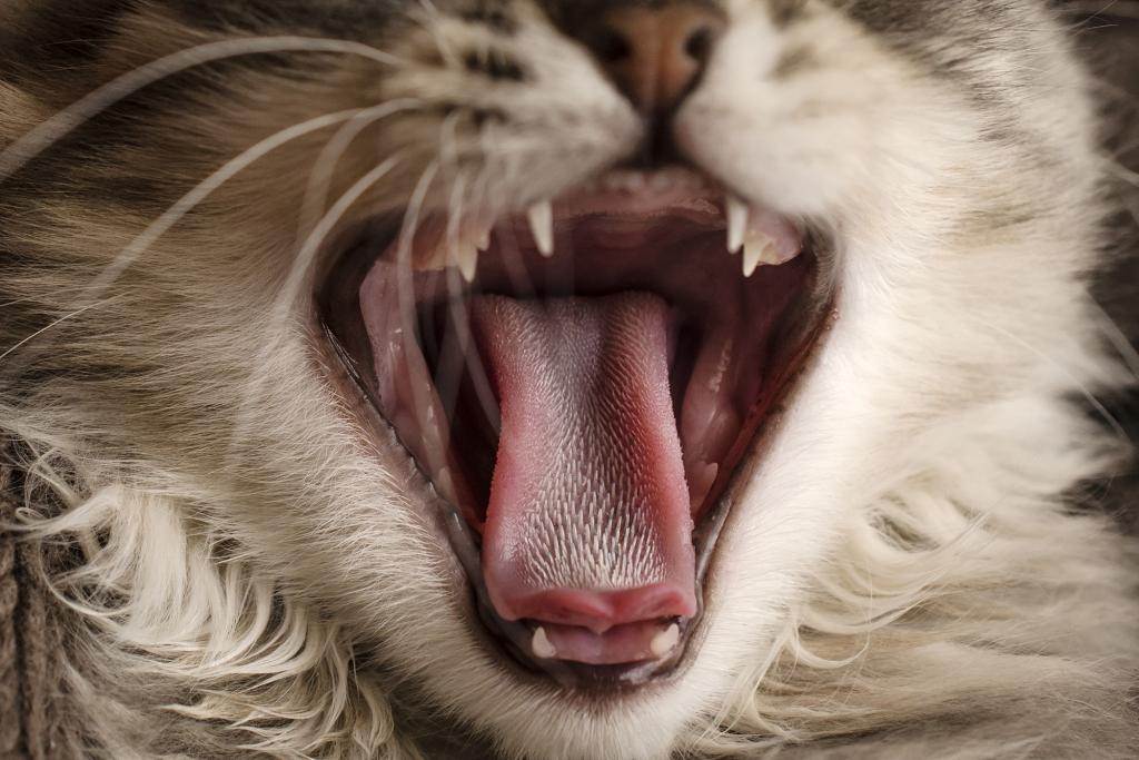 Кошка дышит с высунутым языком: причины и что делать