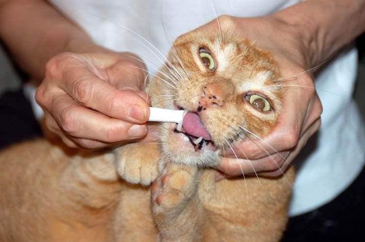 Запах изо рта у кошек: нормальных запах изо рта, разновидности неприятных запахов, причины, профилактика