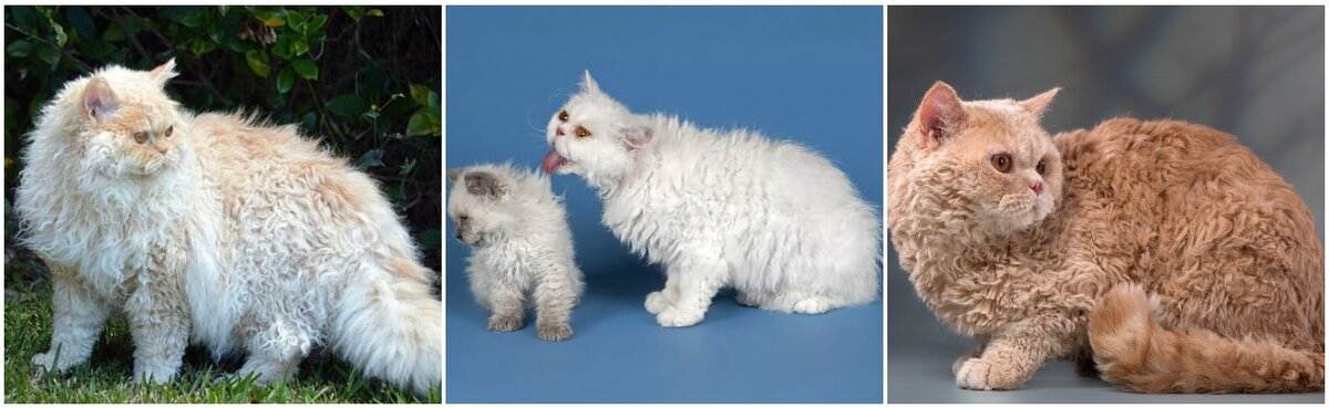 Порода кошки селкирк рекс: характеристики, фото, характер, правила ухода и содержания - petstory