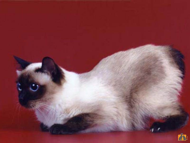 10 самых маленьких пород кошек — миленькие и неотразимые