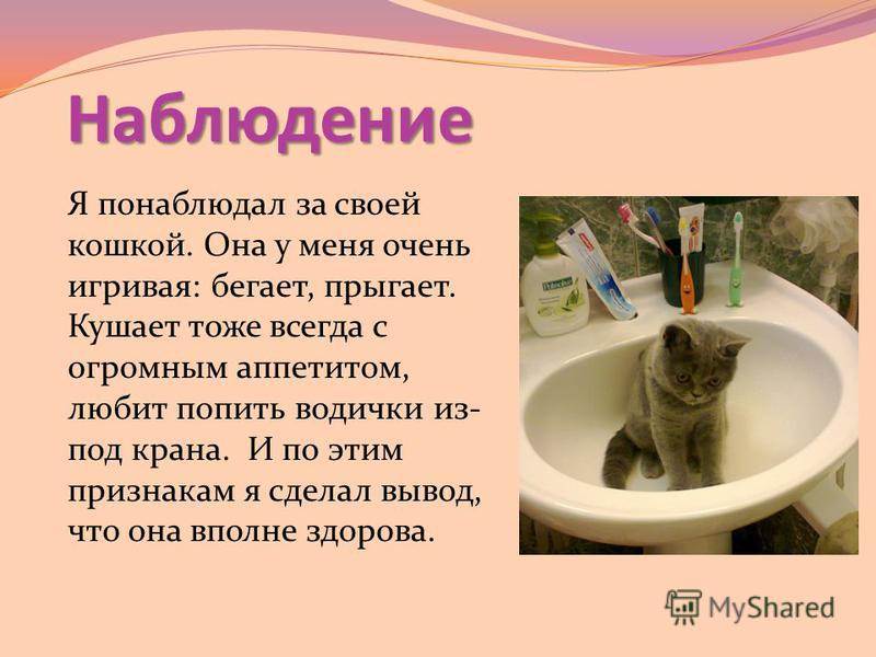 ᐉ мокрый и холодный нос у кошки - zoomanji.ru