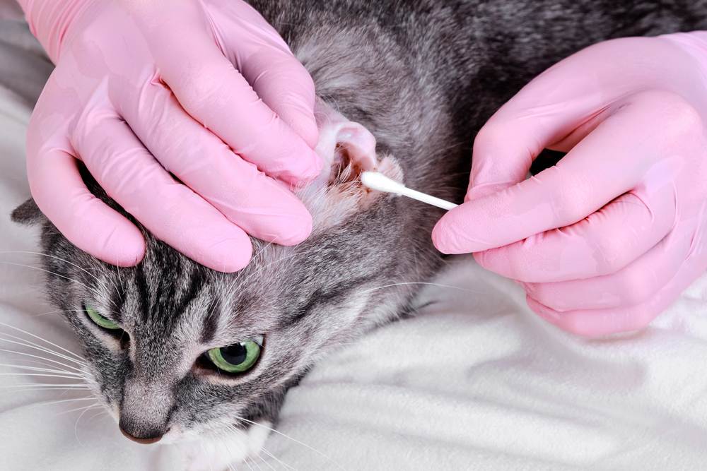 Почему у кота или кошки грязные уши внутри | что делать, как лечить
