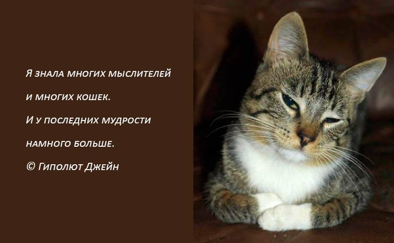 Цитаты про кошек и котов со смыслом | смешные, со смыслом