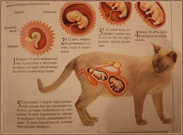 Беременности кошки