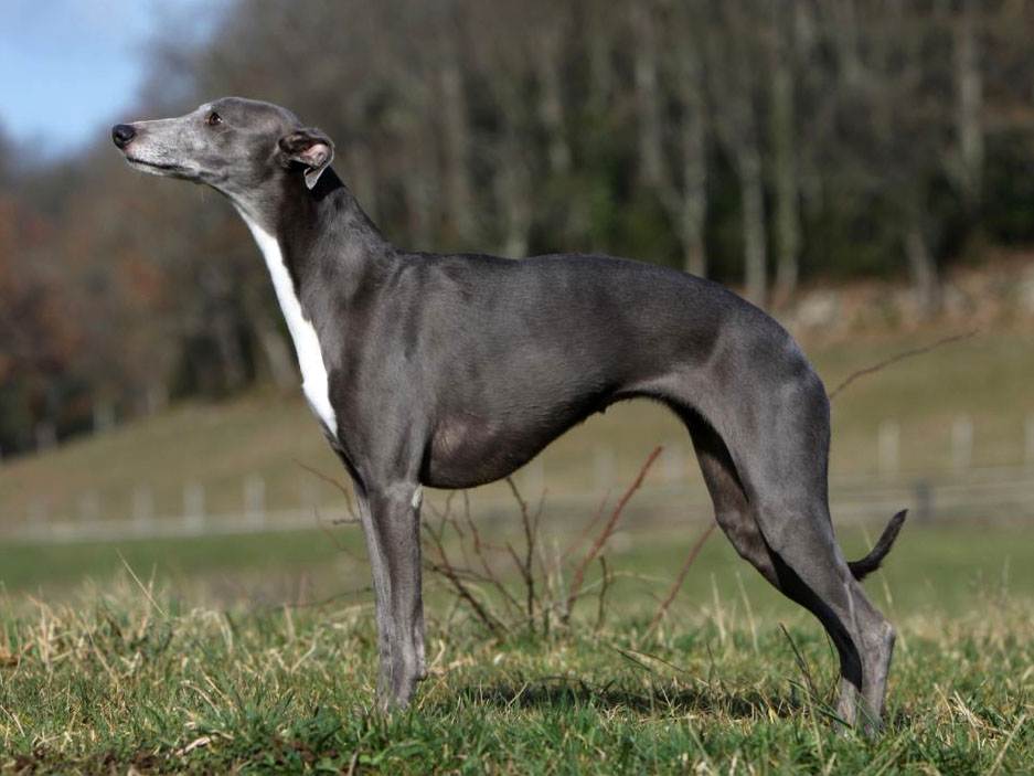 Уиппет — фото, описание породы и характера собаки, отзывы владельцев