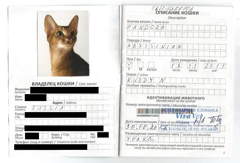 Ветеринарный паспорт для кошки: зачем нужен, особенности получения