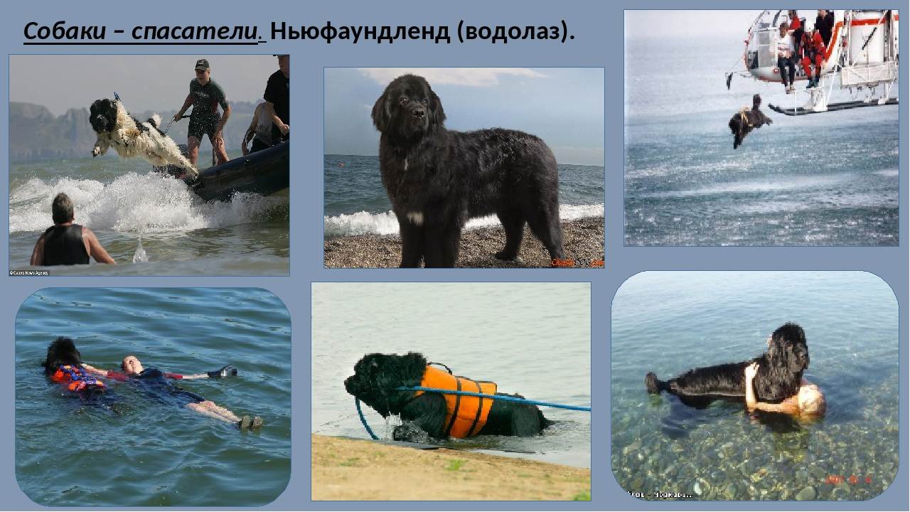 Обзор лучших собак спасателей, работающих в воде и горах: список пород