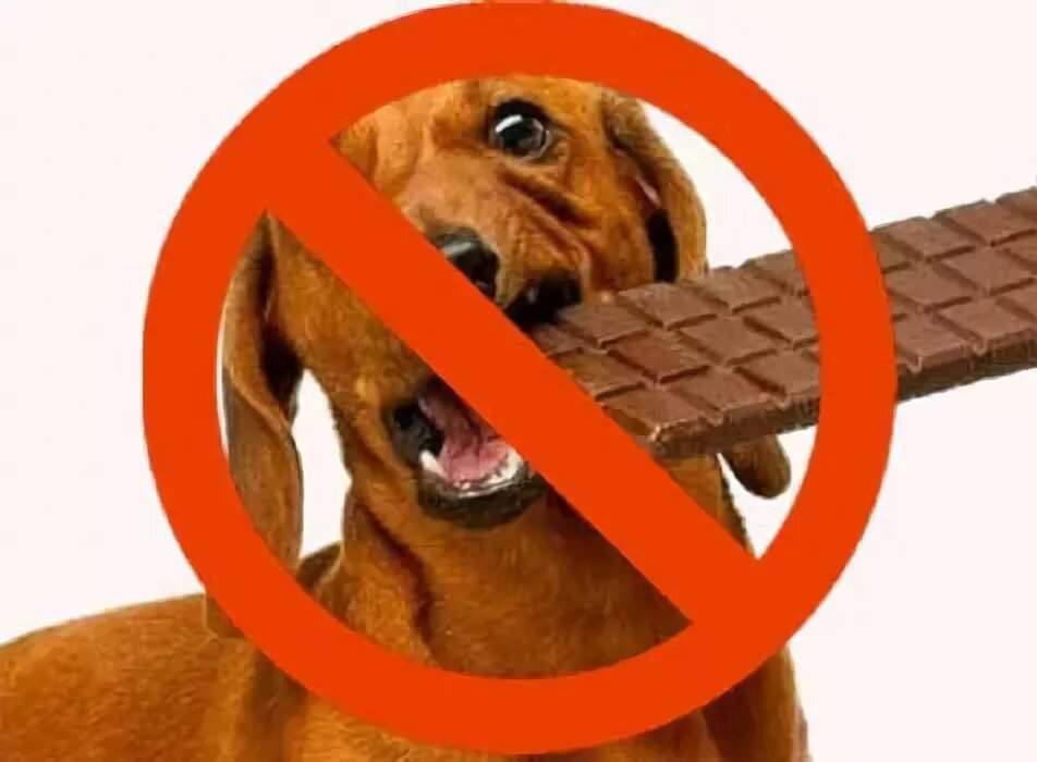 Собака съела шоколад — что делать?