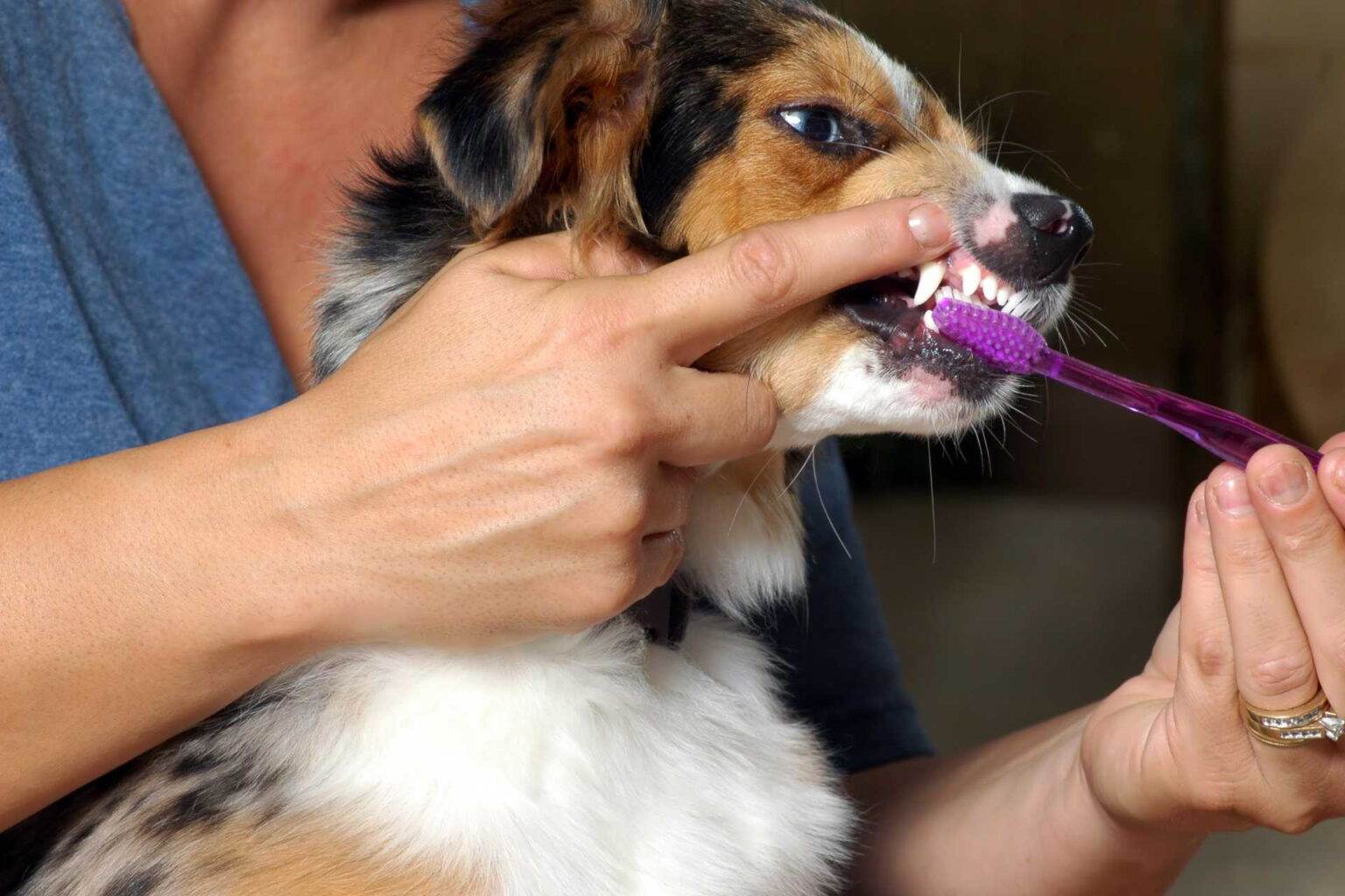 Как чистить зубы собаке: чем, как часто и нужно ли это в домашних условиях? средства для чистки: косточки, спрей, игрушки, салфетки, таблетки, спрей