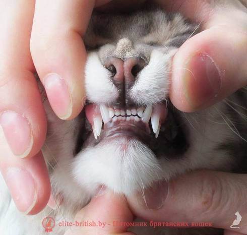 Когда у котят меняются зубы на постоянные