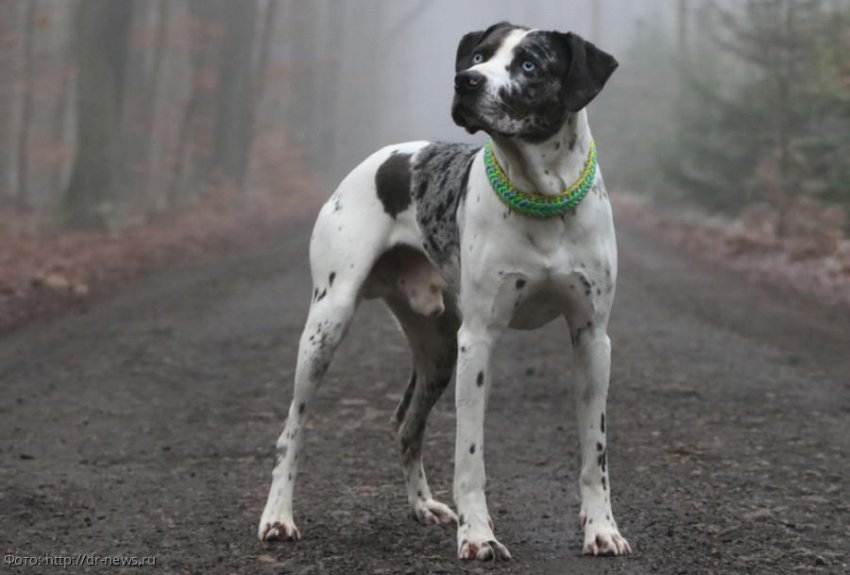 Редкие питомцы: десятка самых необычных пород собак