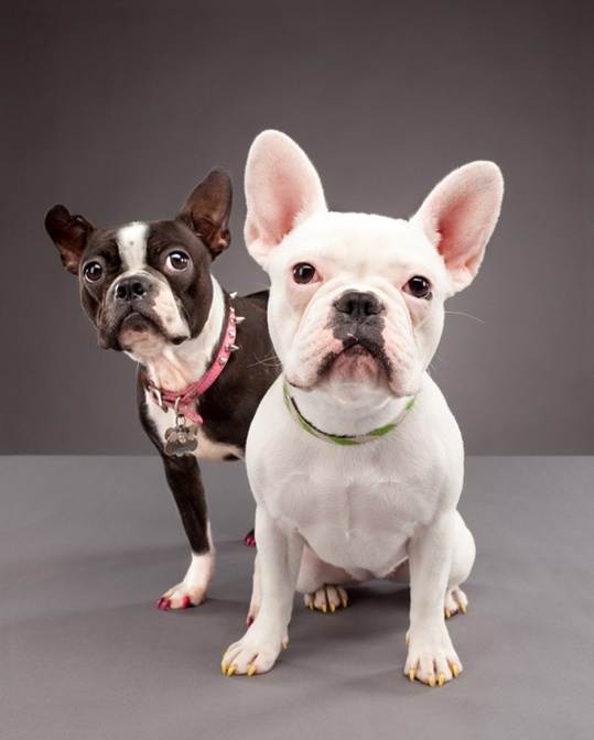 Бостон терьер и французский бульдог отличия, boston terrier