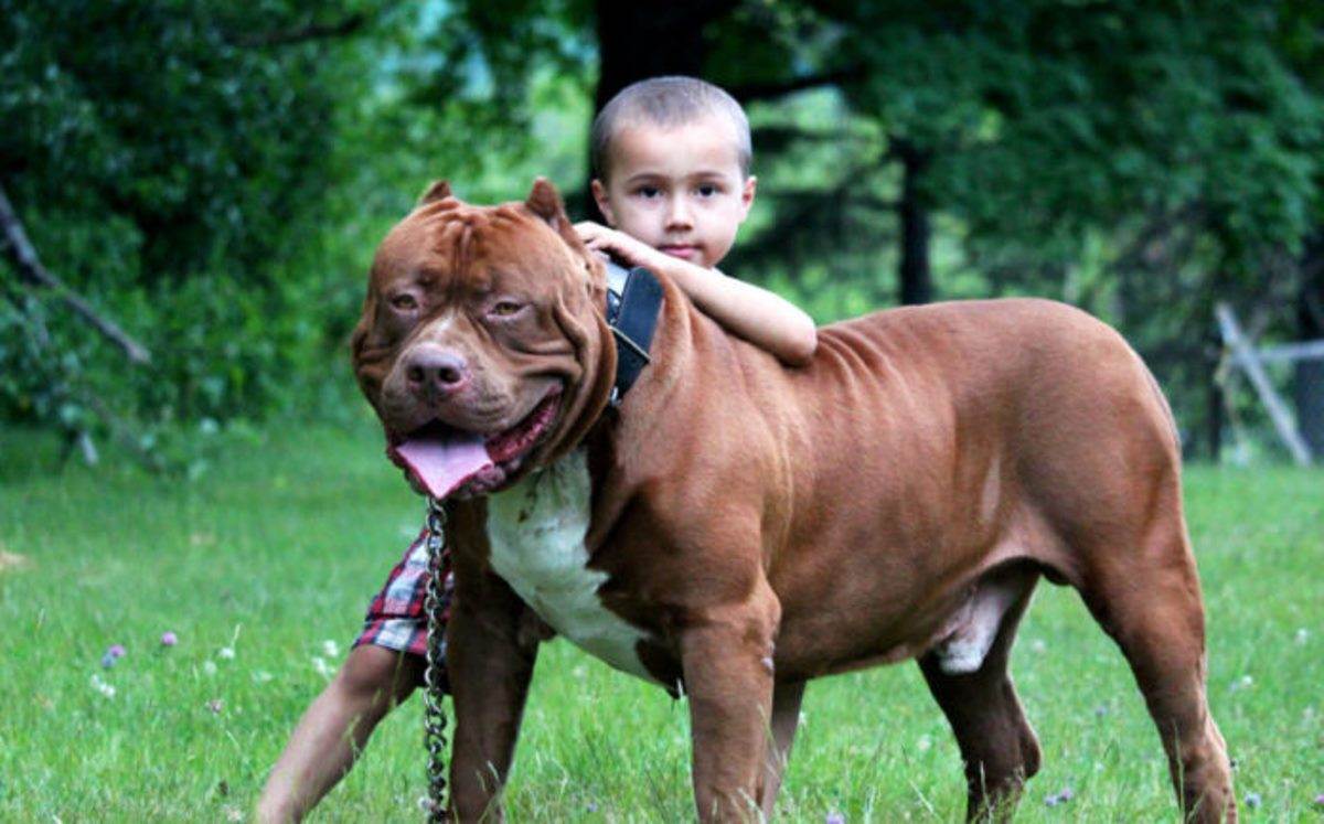 Самые злые собаки в мире: топ 10 пород — pet-mir.ru