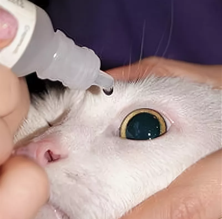 Воспаление глаз у кота: что делать | муркоша