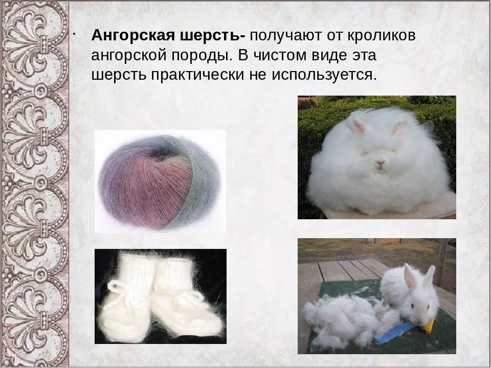 Ангорский кролик — пряжа и изделия из пуха ангорского кролика. что такое ангора?