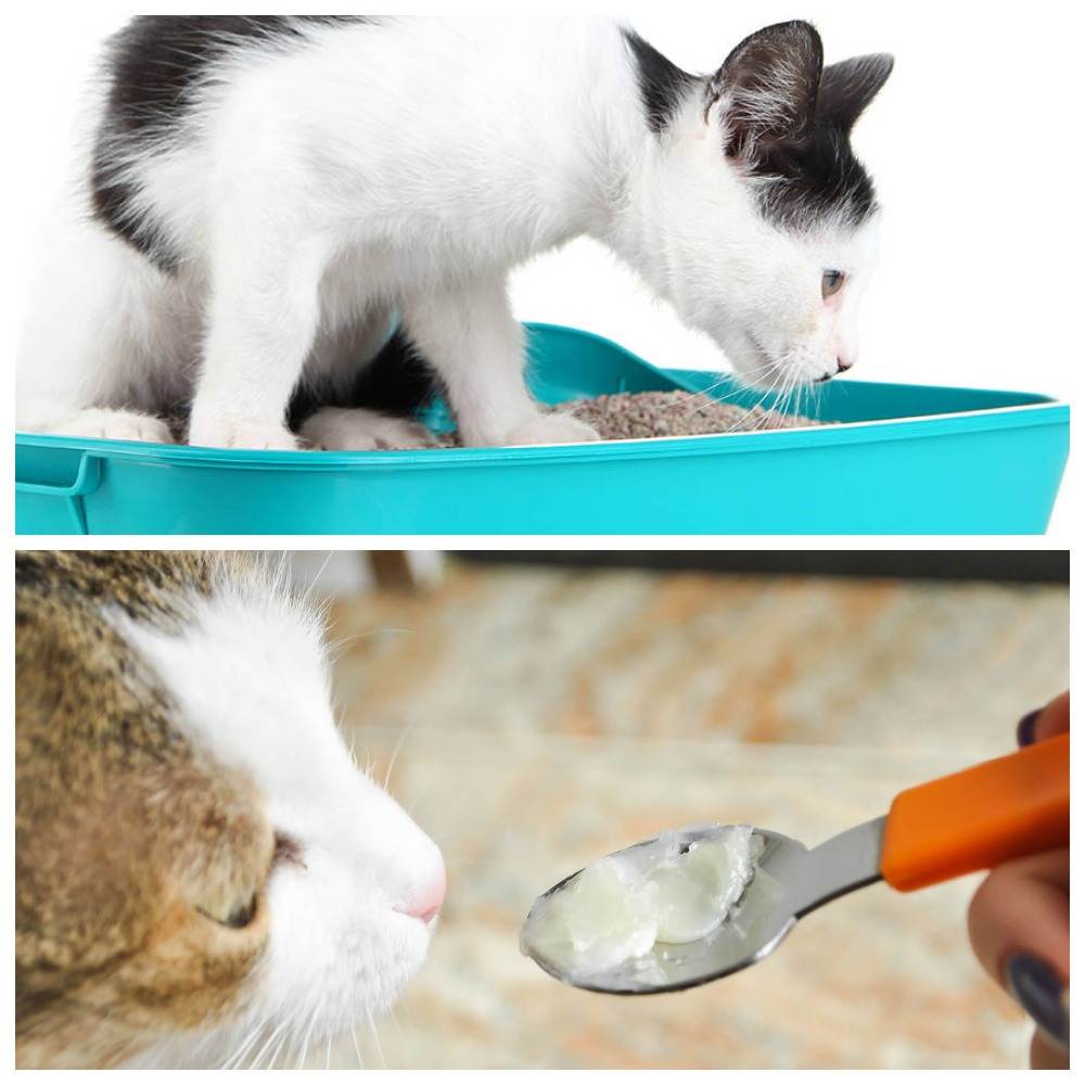 Запор у кота, слабительное для кошек (что давать котенку) - дюфалак, вазелиновое масло при запоре, как делать клизму в домашних условиях