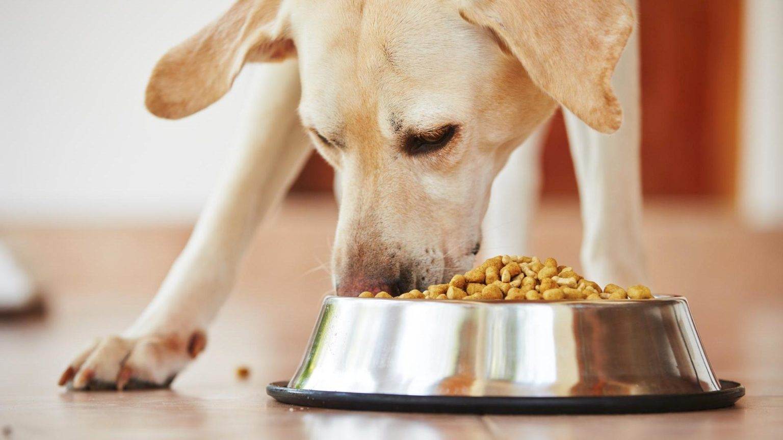 Что делать, если собака не хочет есть сухой корм, отказывается: причины, почему собака не ест корм