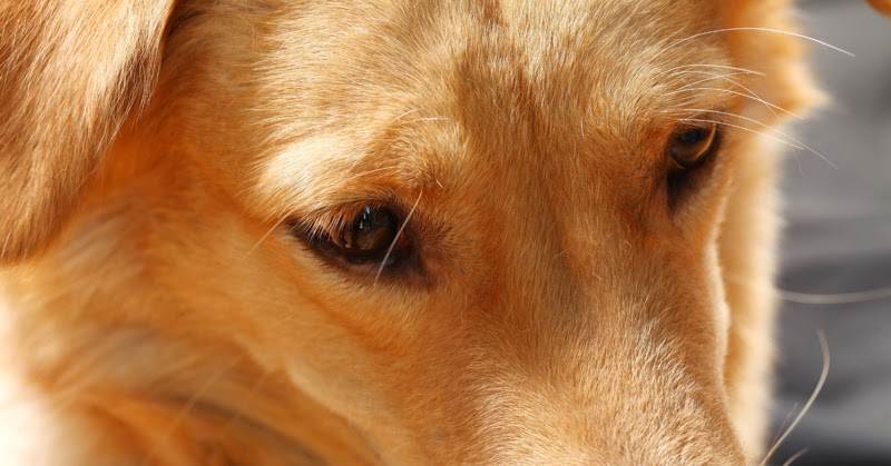 Почему собаки плачут? — сайт эксперта по животным — howmeow