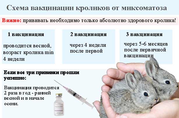 Прививки кроликам или все, что нужно знать владельцам о вакцинации 2021