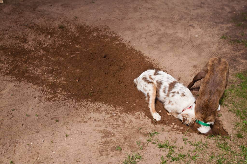 Почему собака ест землю: причина | на улице, чего не хватает