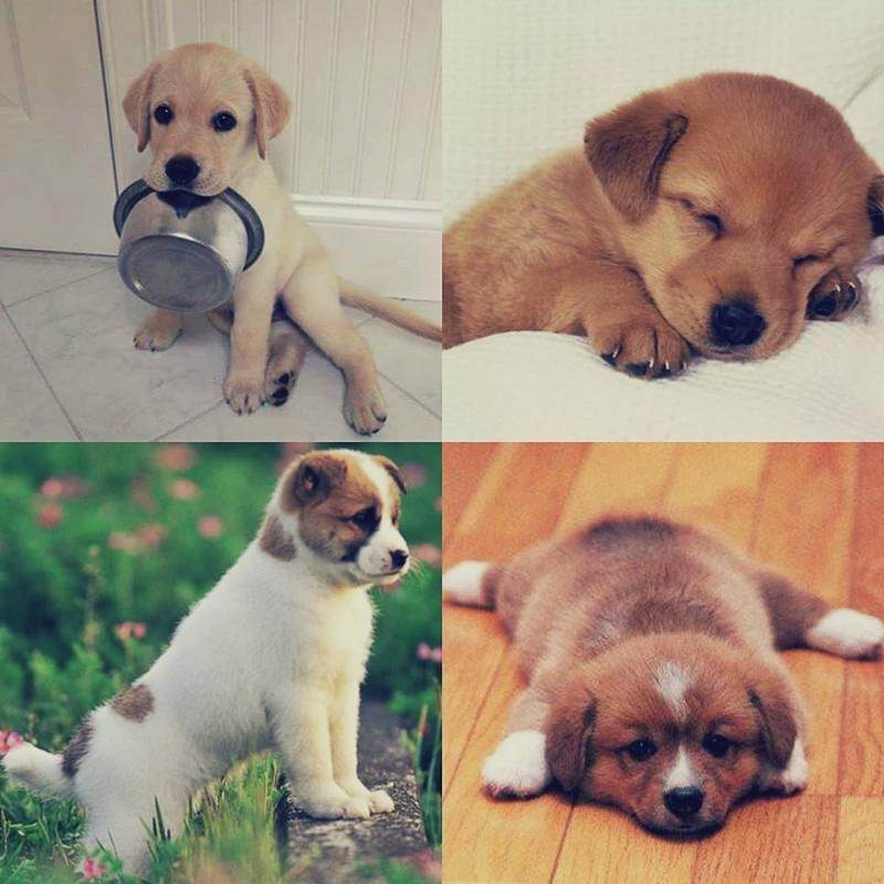 Самые маленькие породы собак в мире – названия,описания и сколько стоят щенки - kotiko.ru