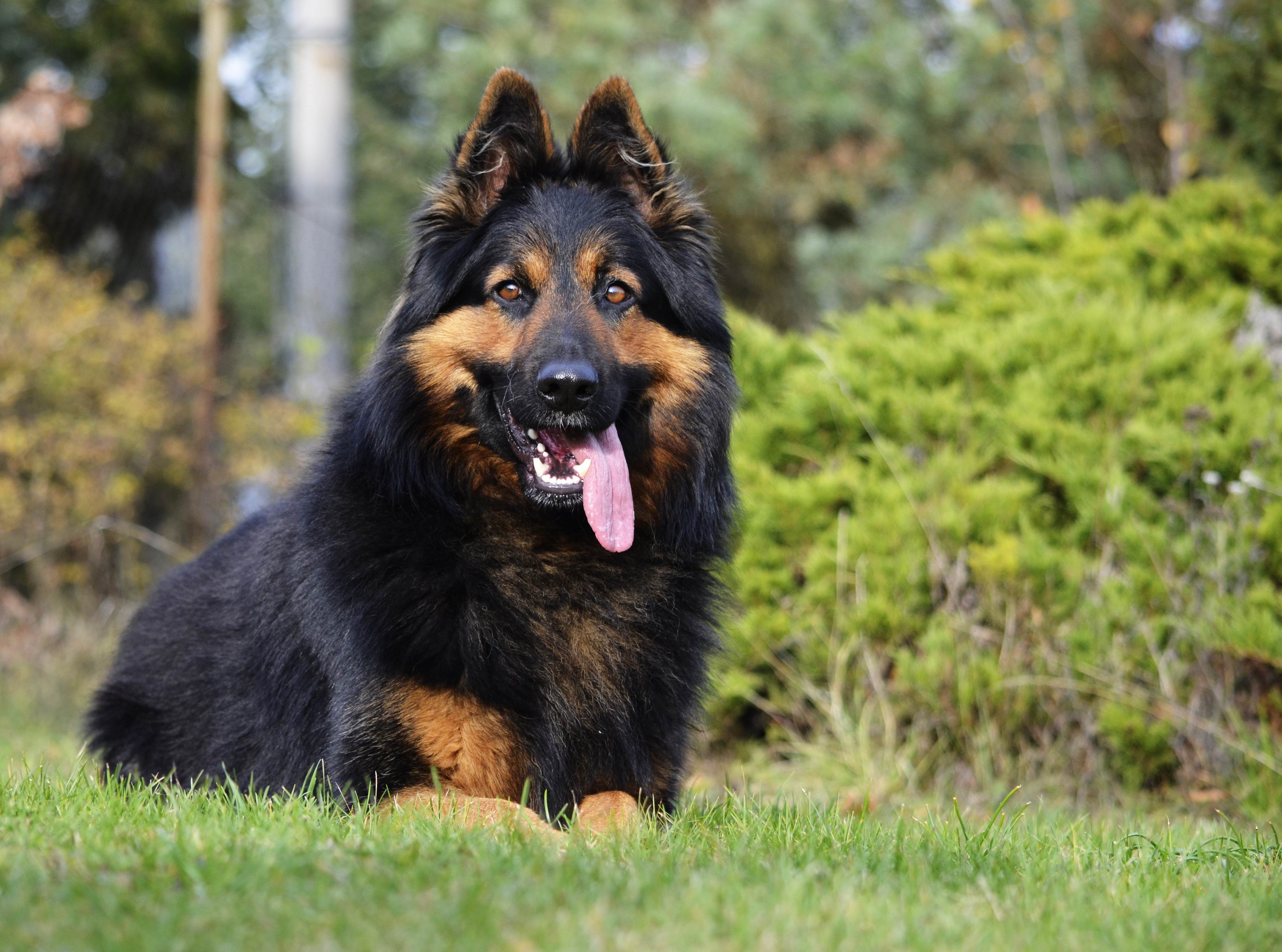 Чешская пастушья собака. все про породу собаки, фото и правила содержания